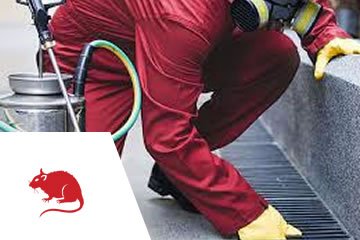 Desratização em São Paulo SP